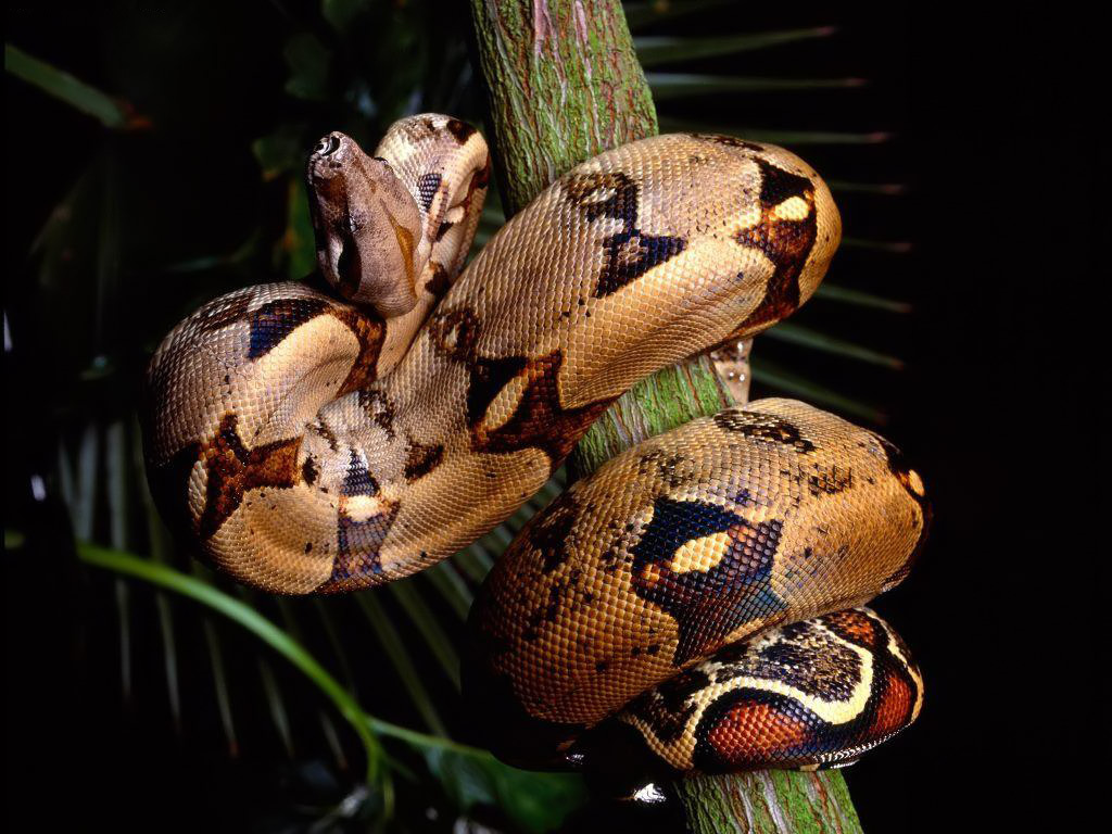 python picture hd