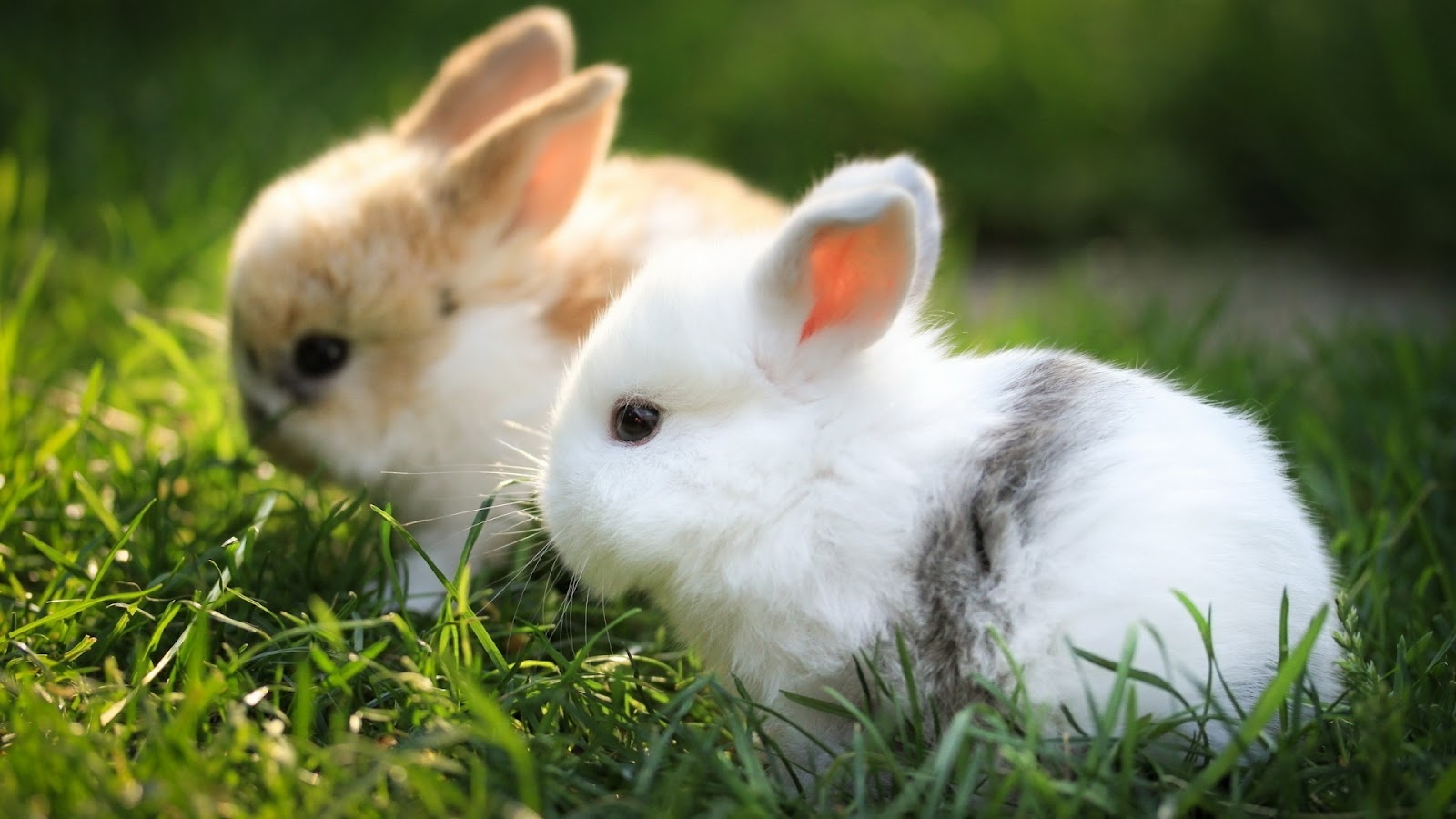 rabbit hd images