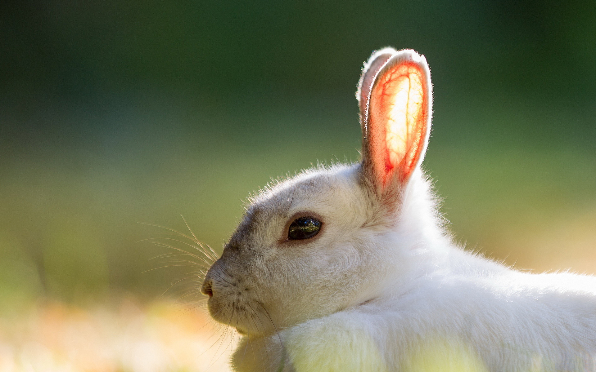 rabbit images download