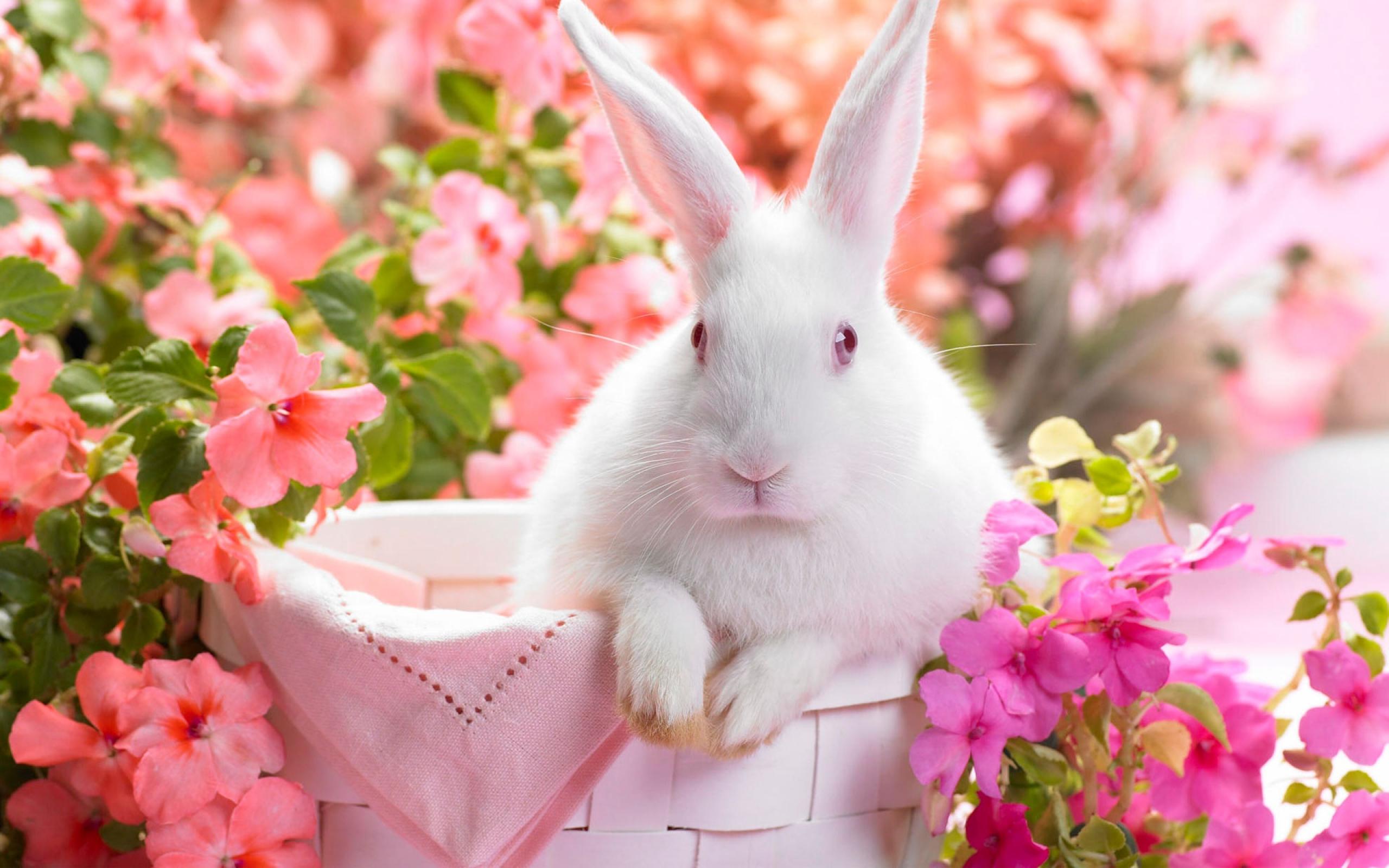 rabbit wallpaper hd