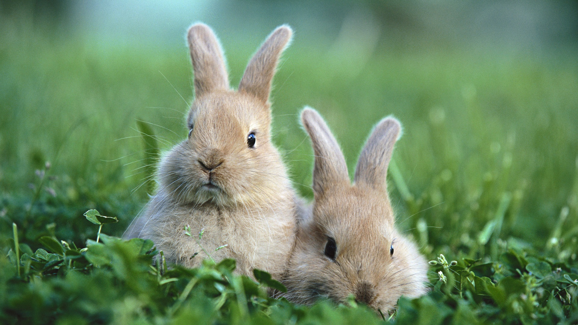 rabbits wallpaper