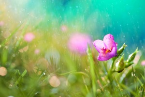rainfall flowers free download