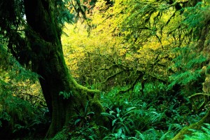 rainforest photos