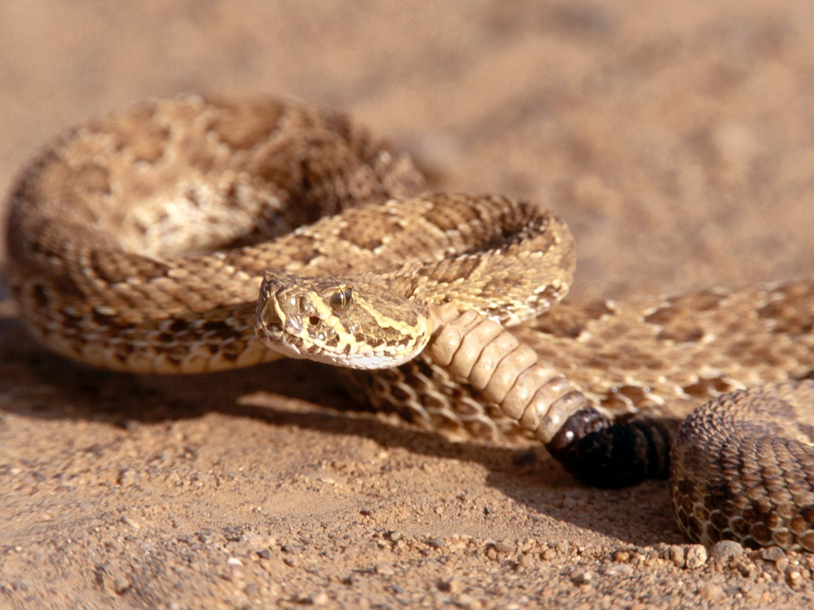 rattlesnake desert