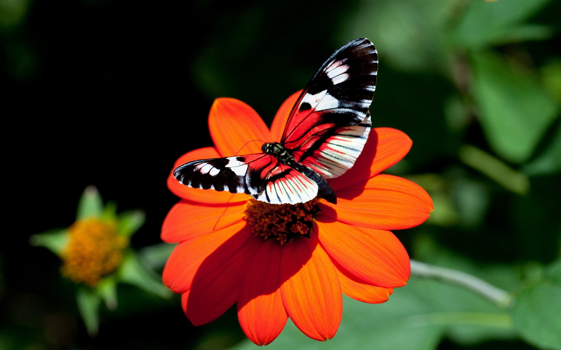 red flower butterfly