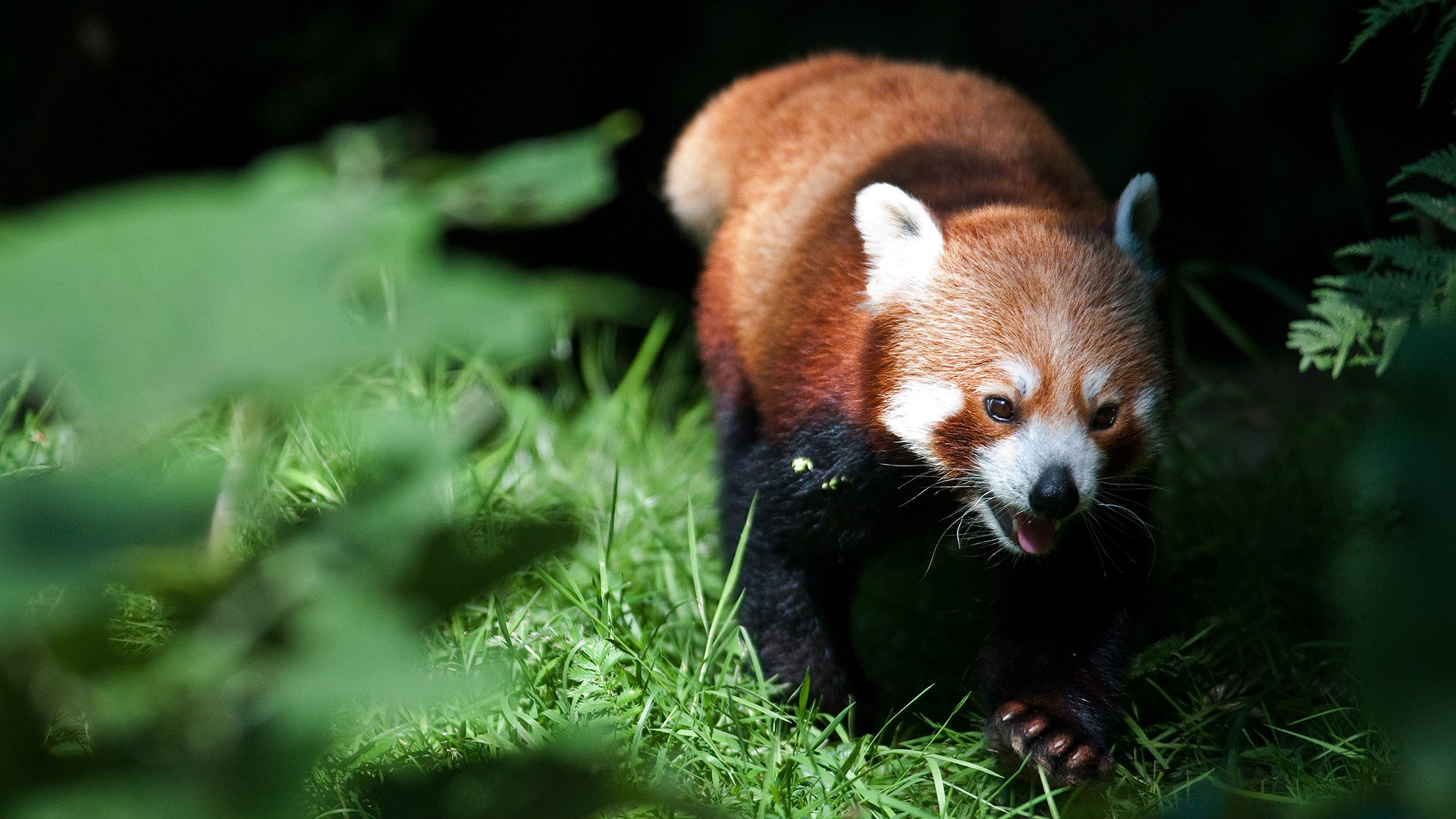 red panda picture hd