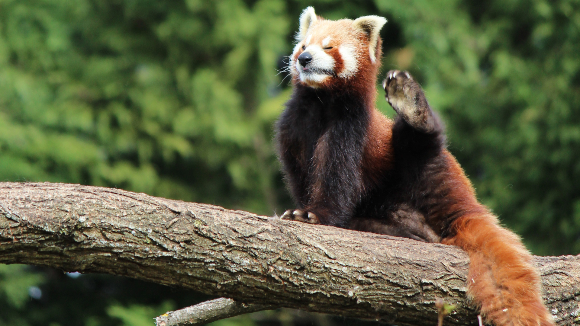 red panda pictures