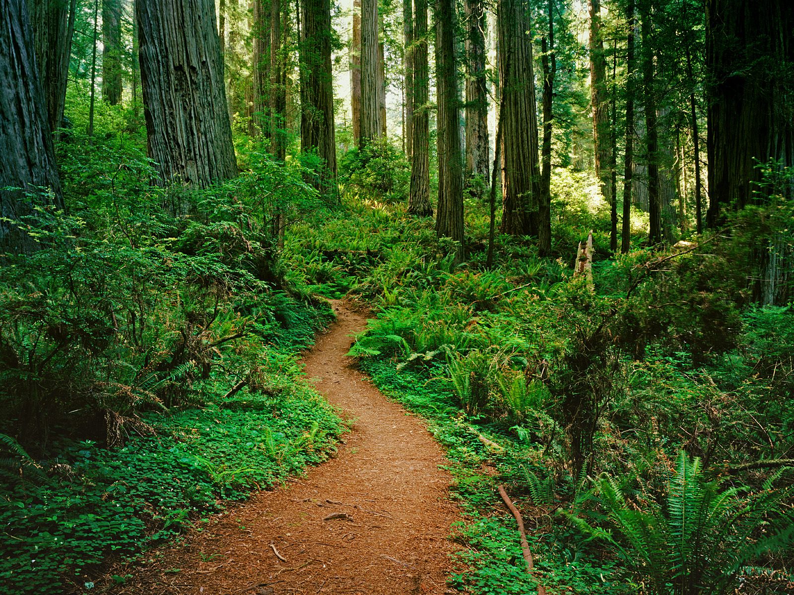 redwood forest hd