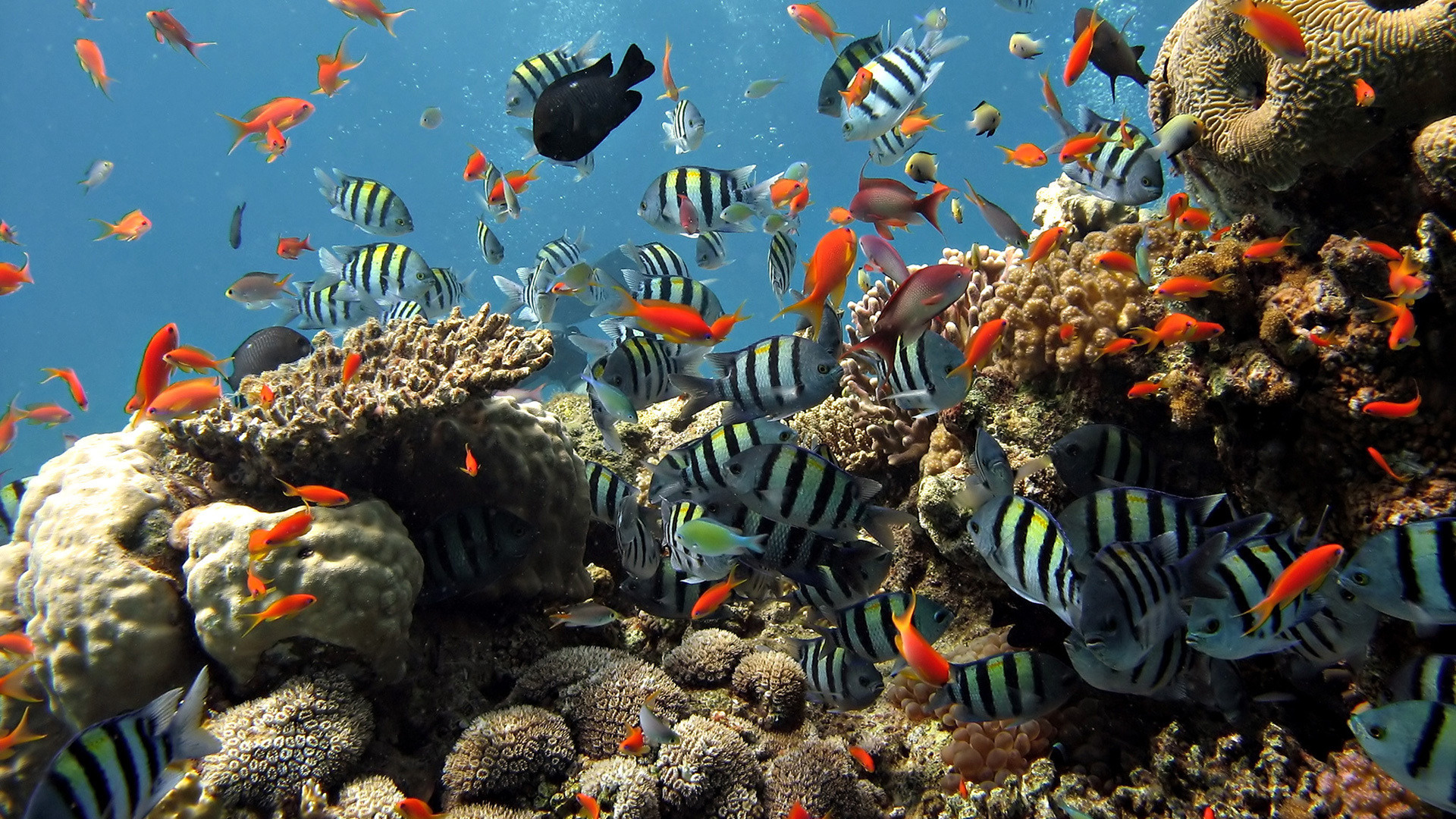 reef picture download