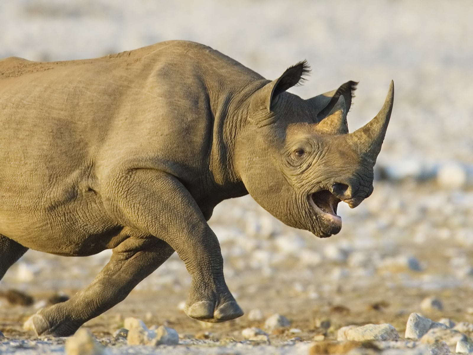 rhino animal wallpaper