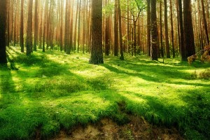 scenery forest