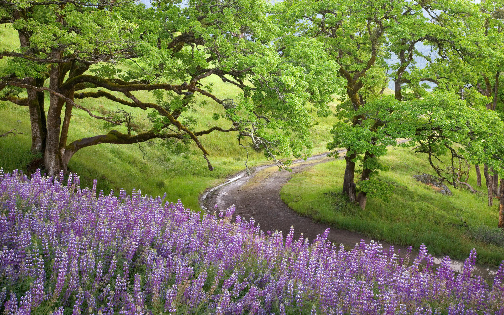 scenery purple | HD Desktop Wallpapers | 4k HD