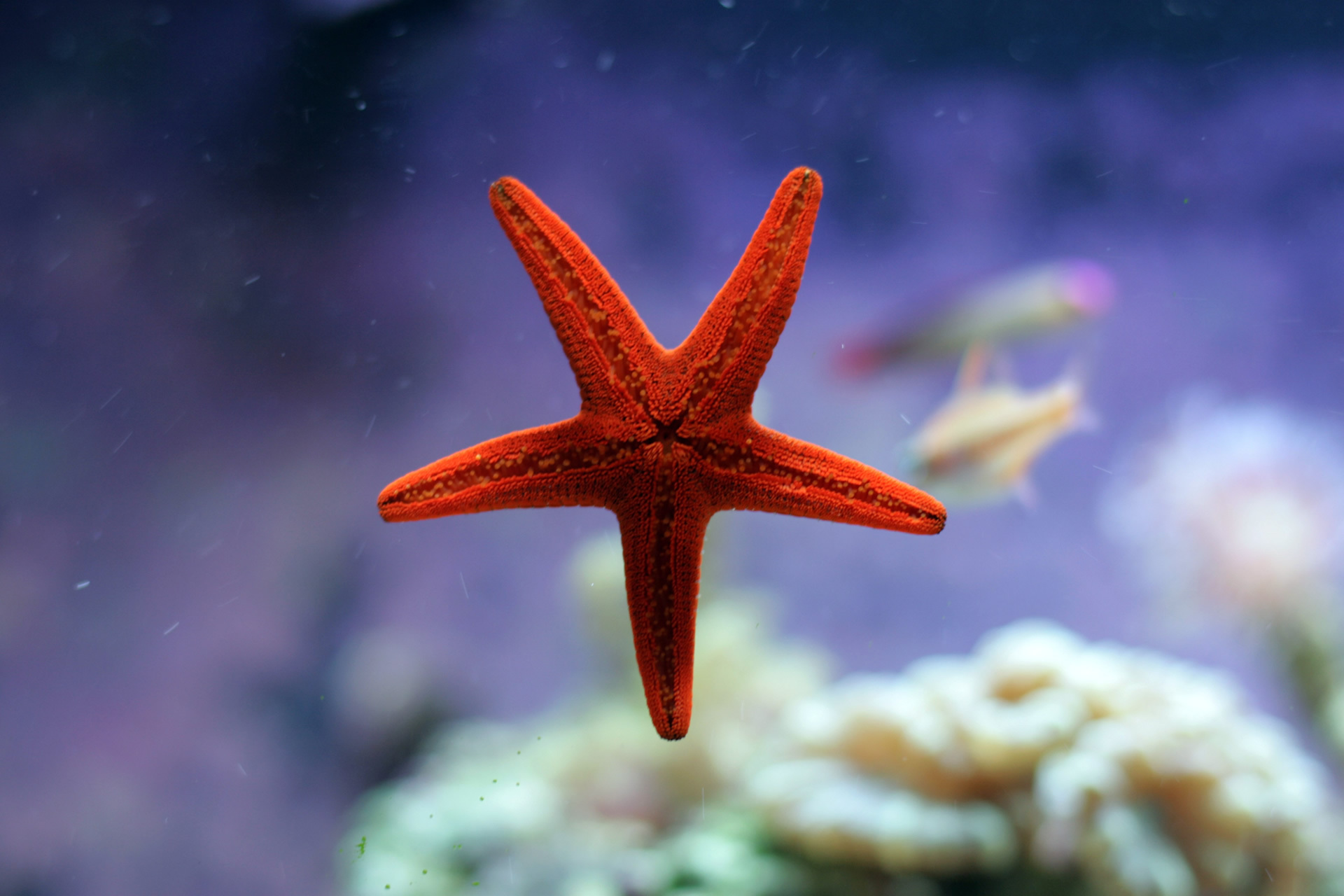 sea star fish beautiful