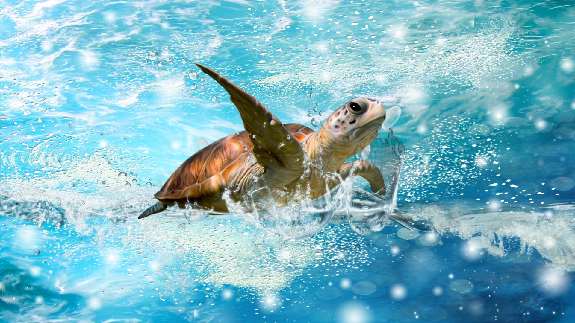 sea turtle wallpaper
