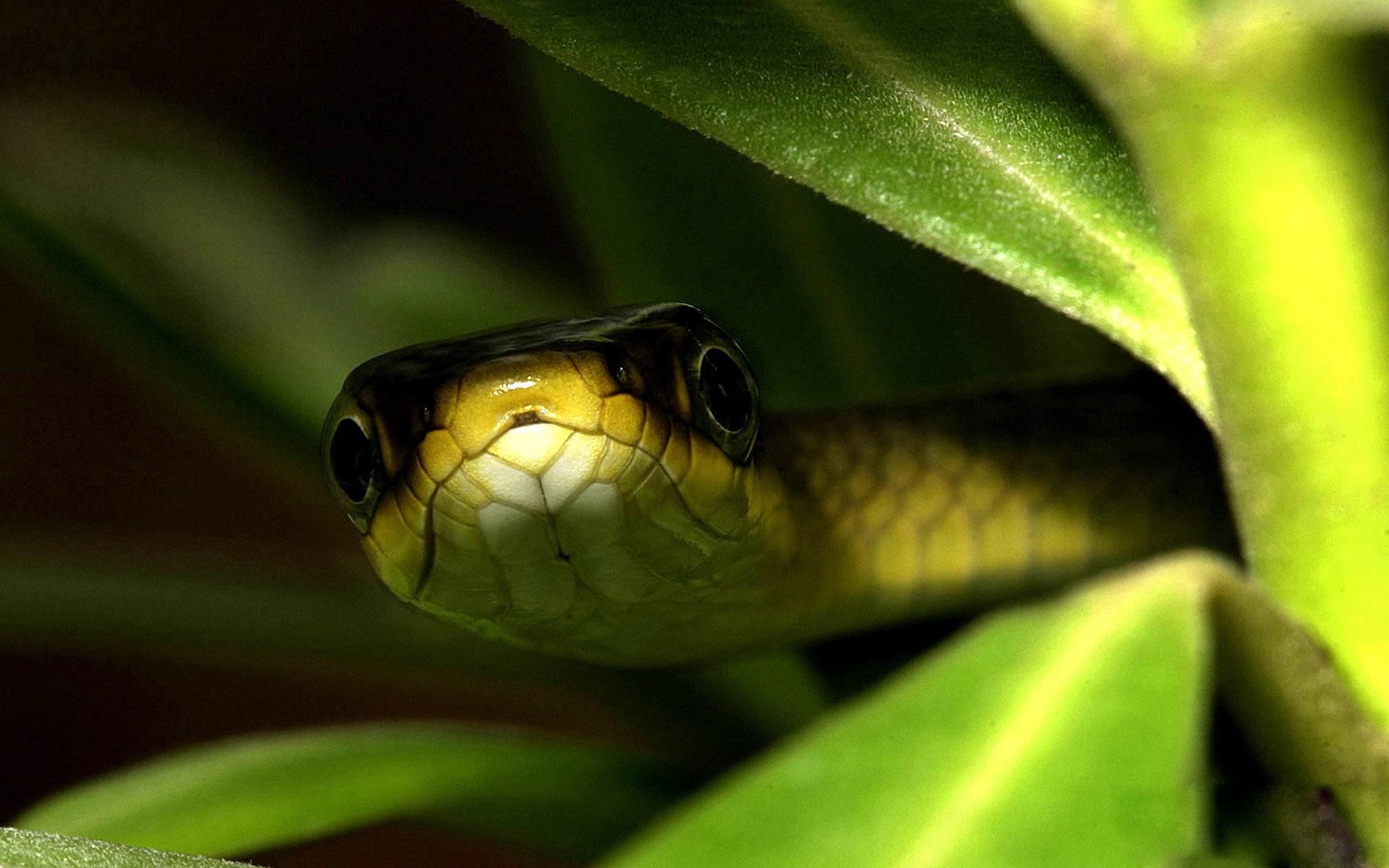 snake pictures in hd
