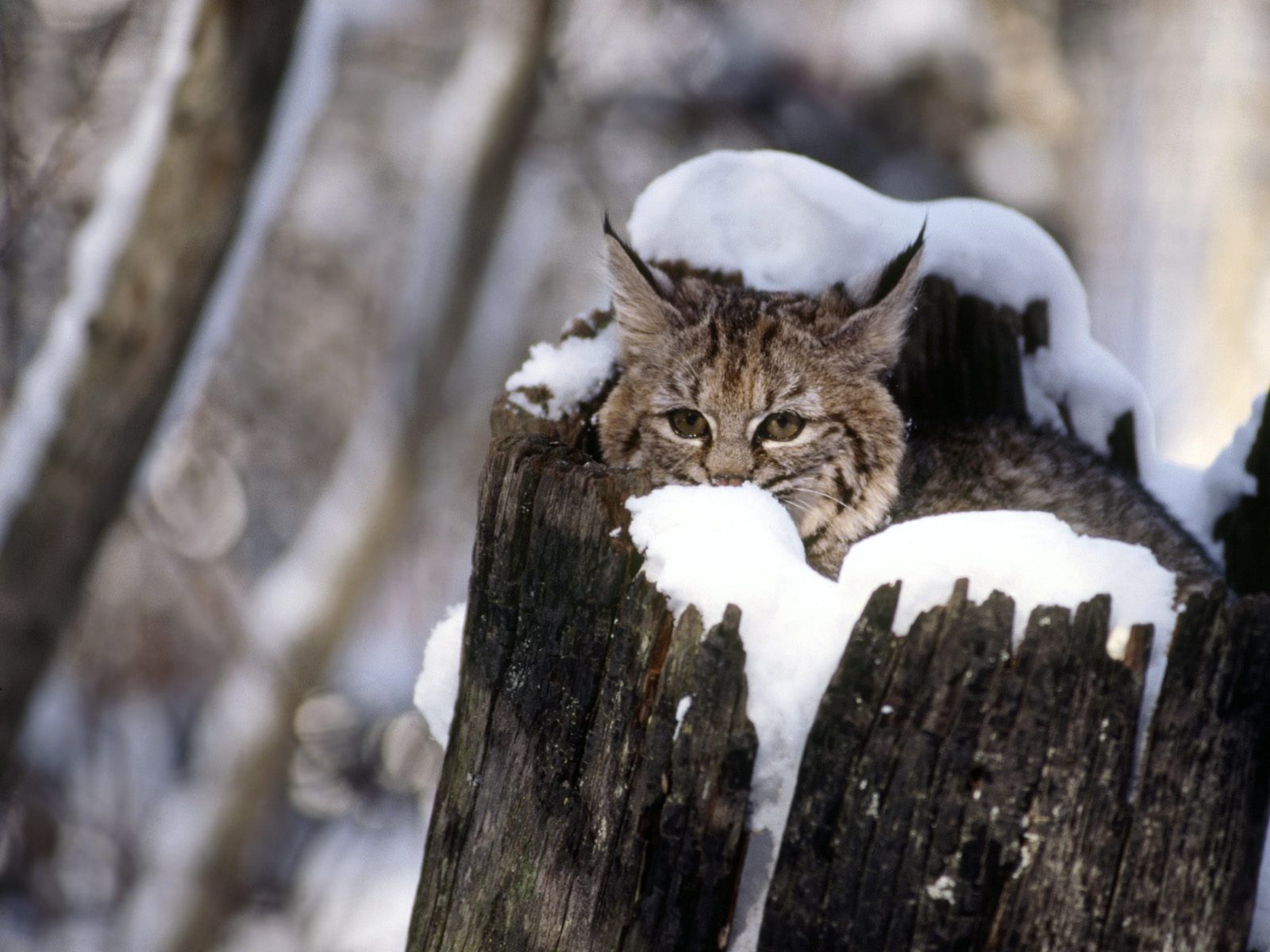 snow bobcat