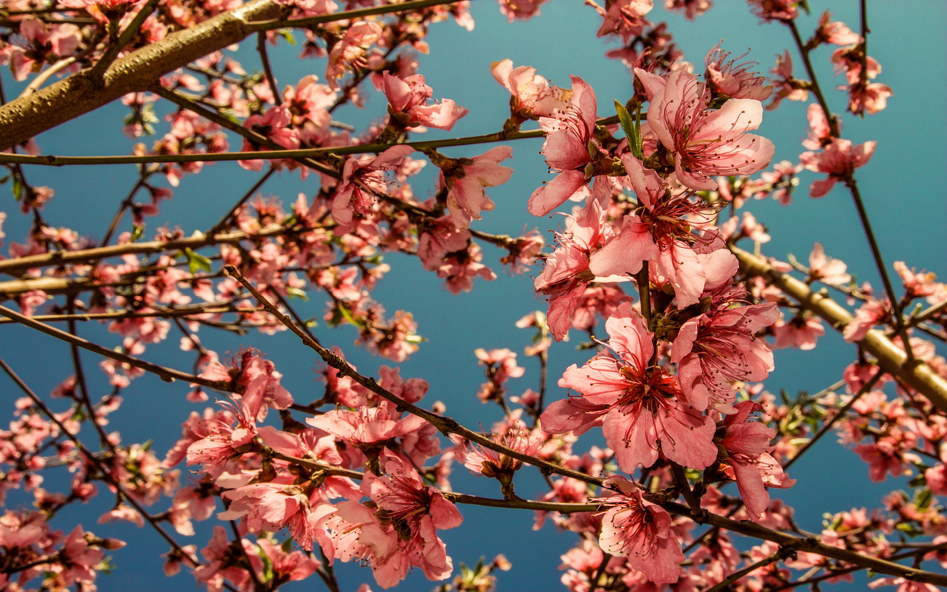 spring wallpaper blossom
