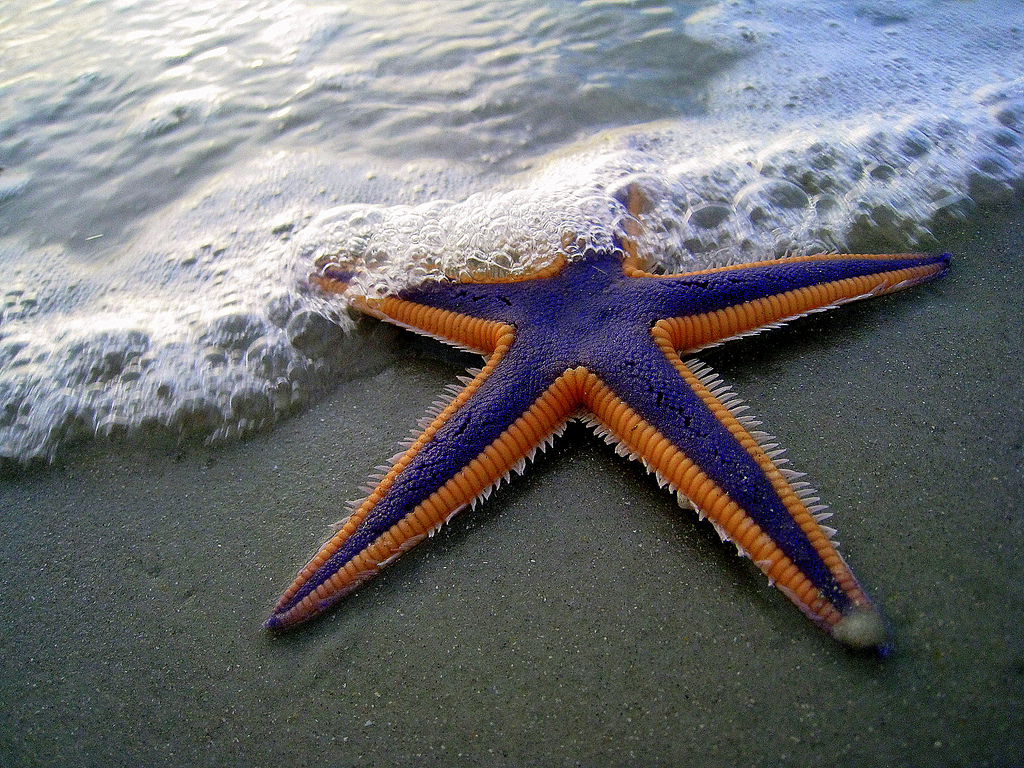 star fish species
