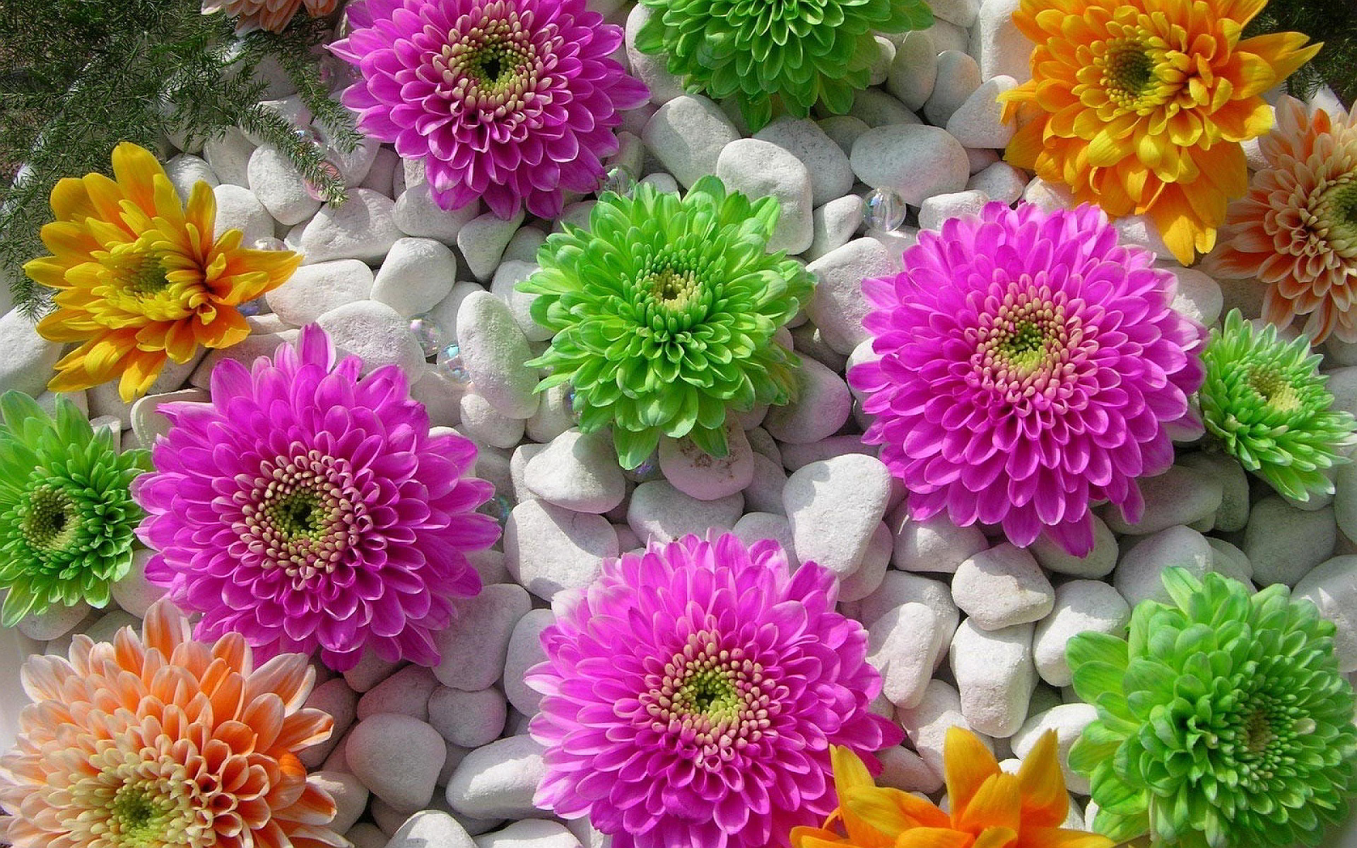 stone wallpaper flowers