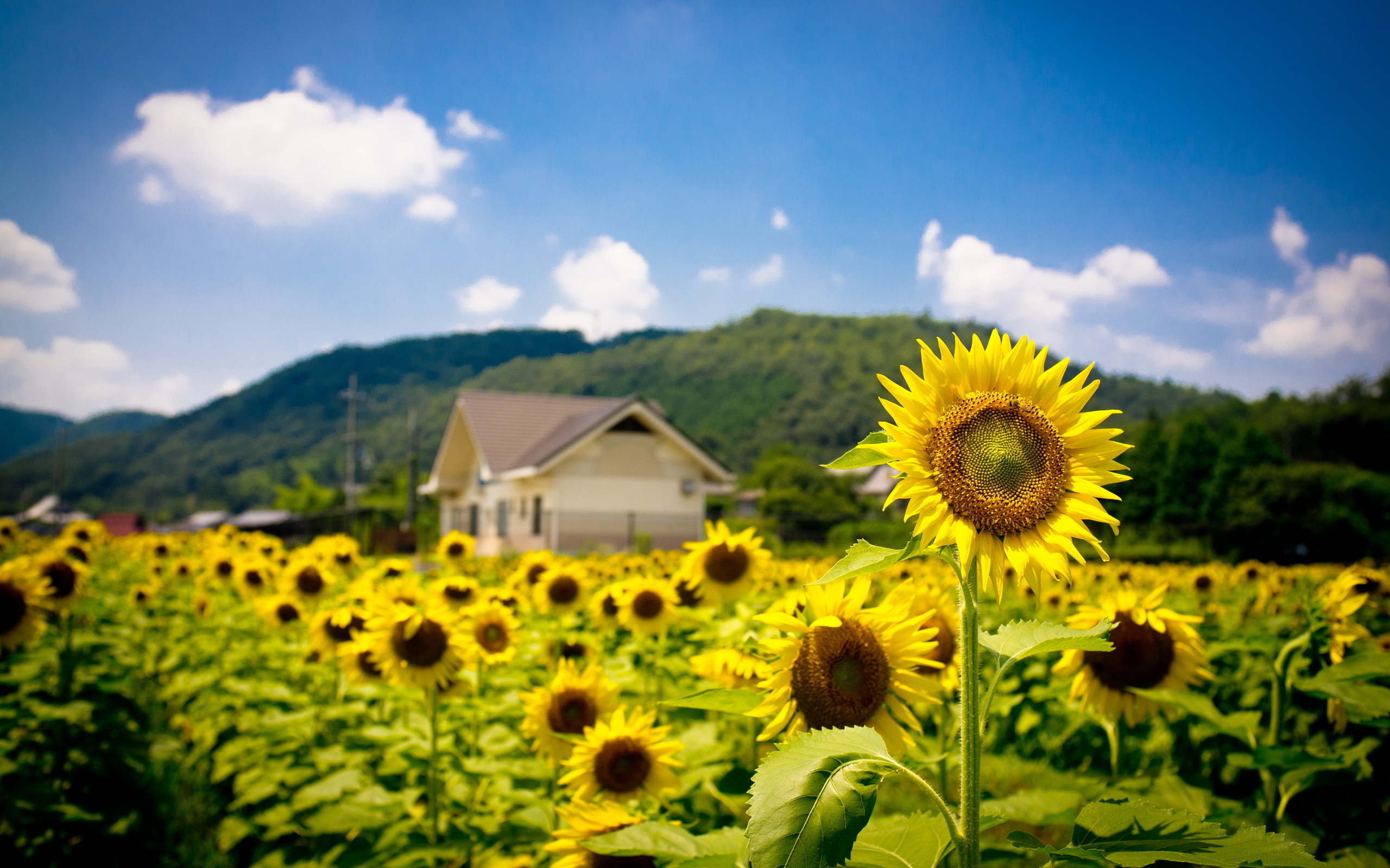 summer sunflowers field