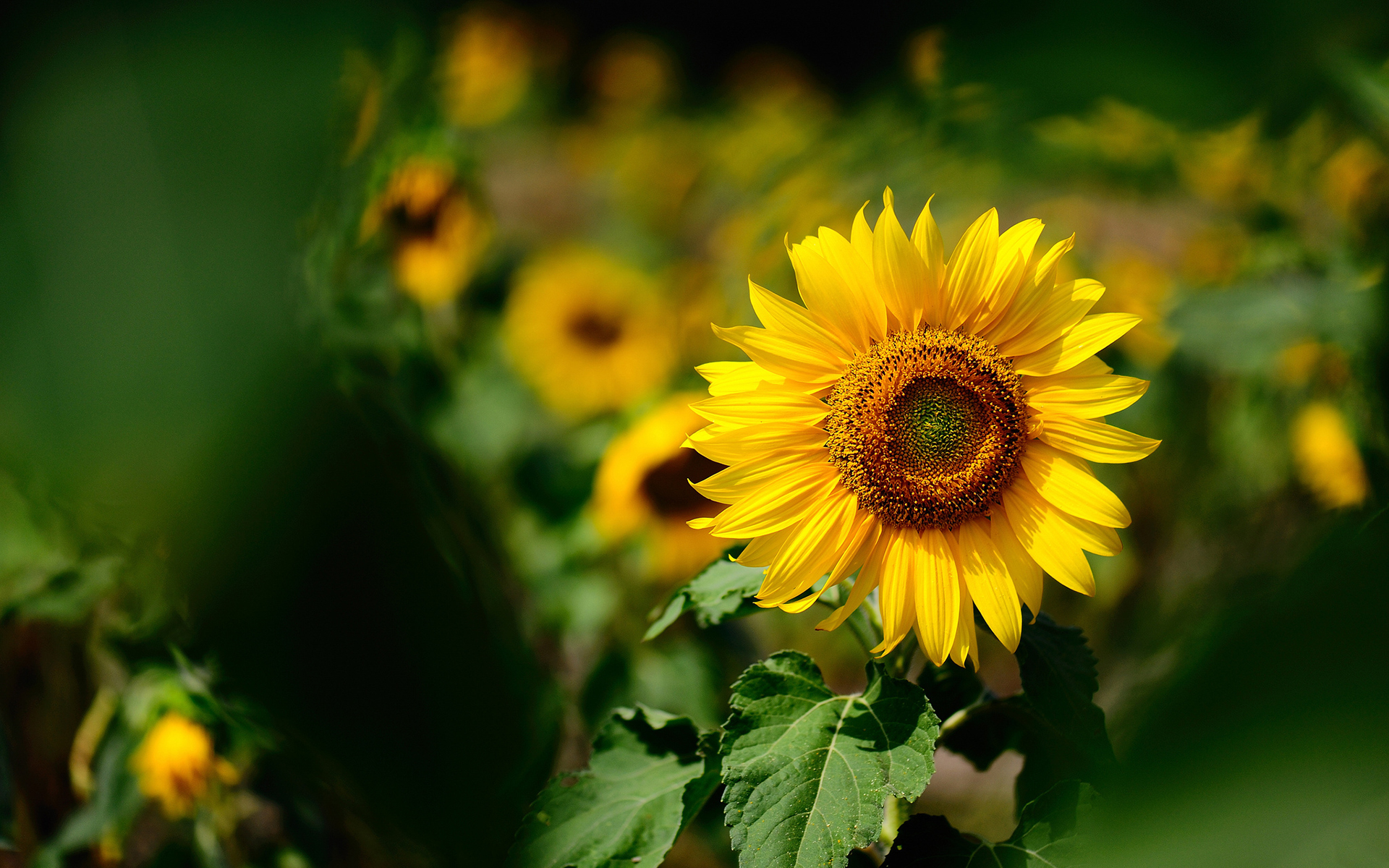 summer wallpaper sunflower