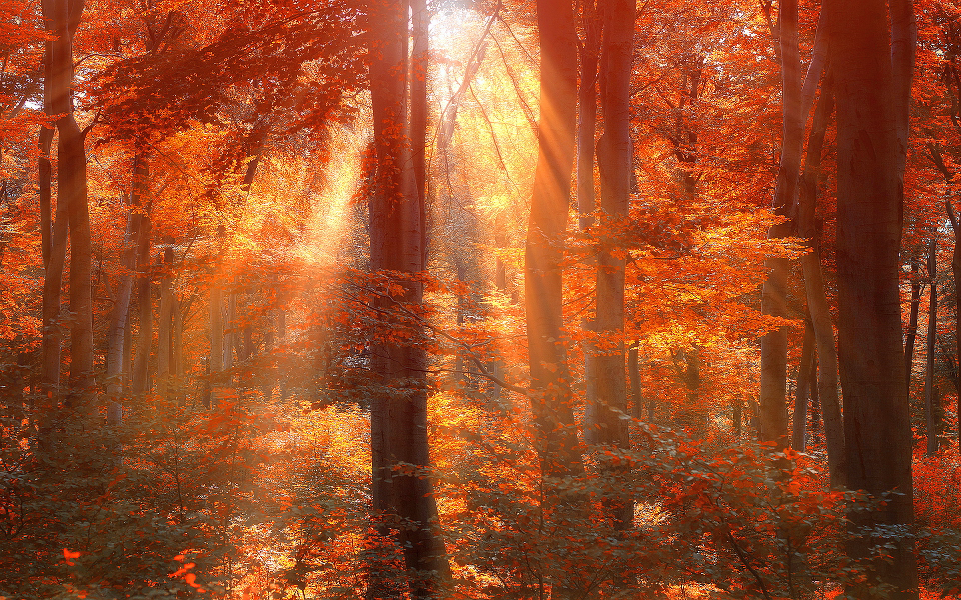 sun rays hd forest