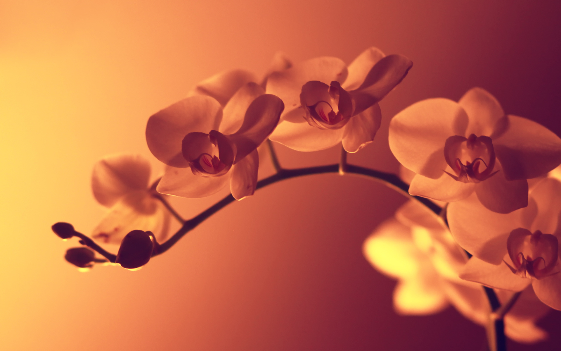 sunset wallpapers flowers