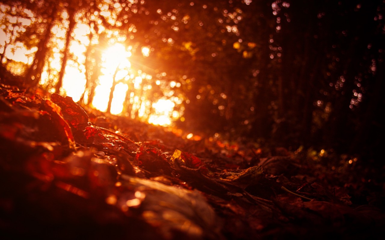 sunset wallpapers forest