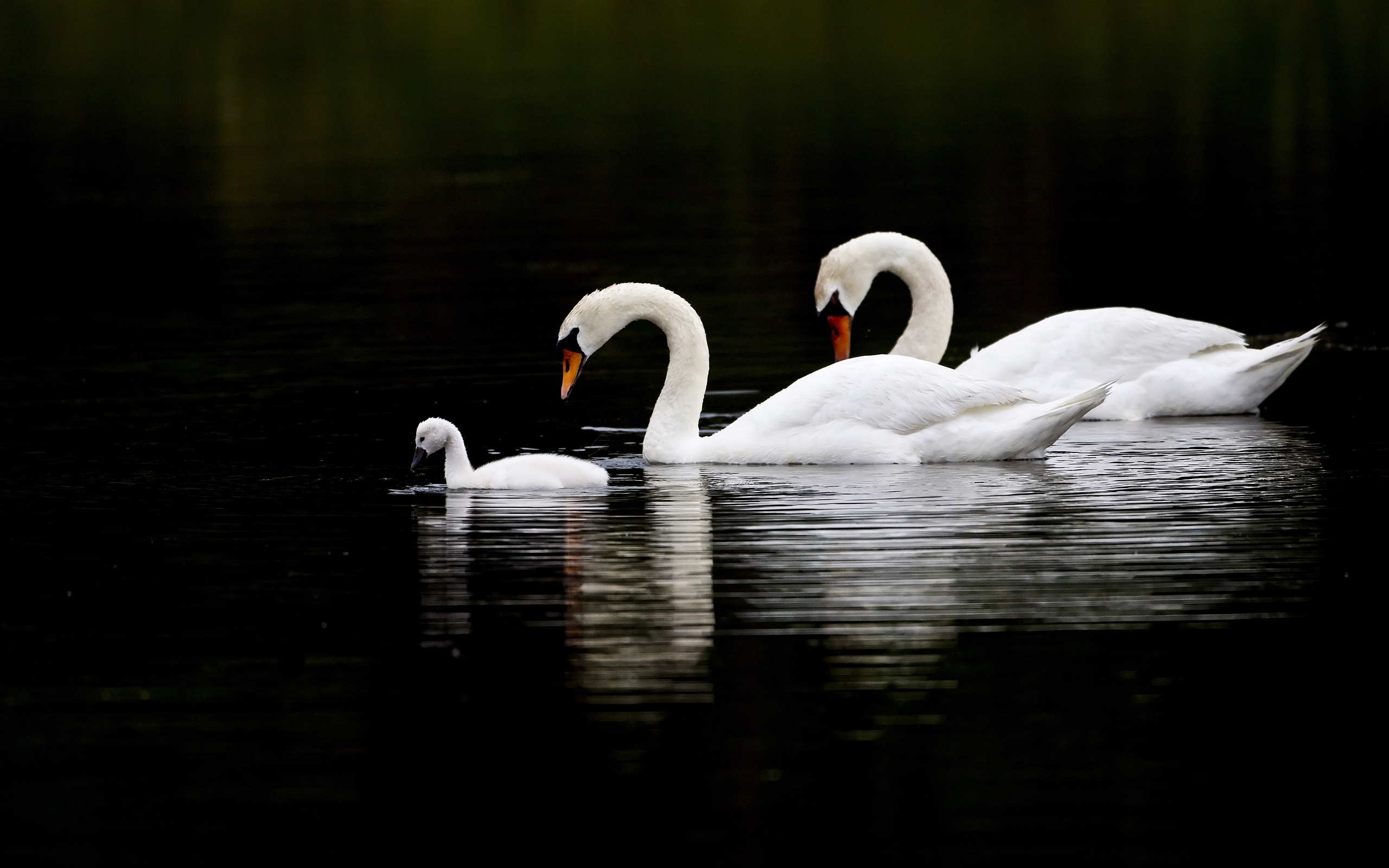 swans images