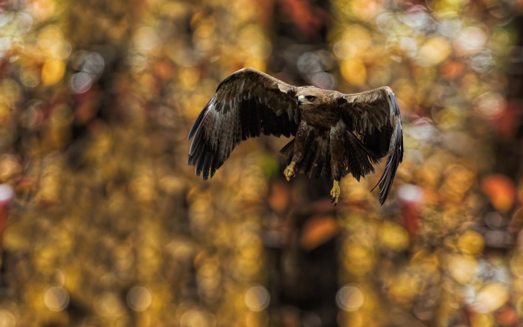 tawny eagle bird