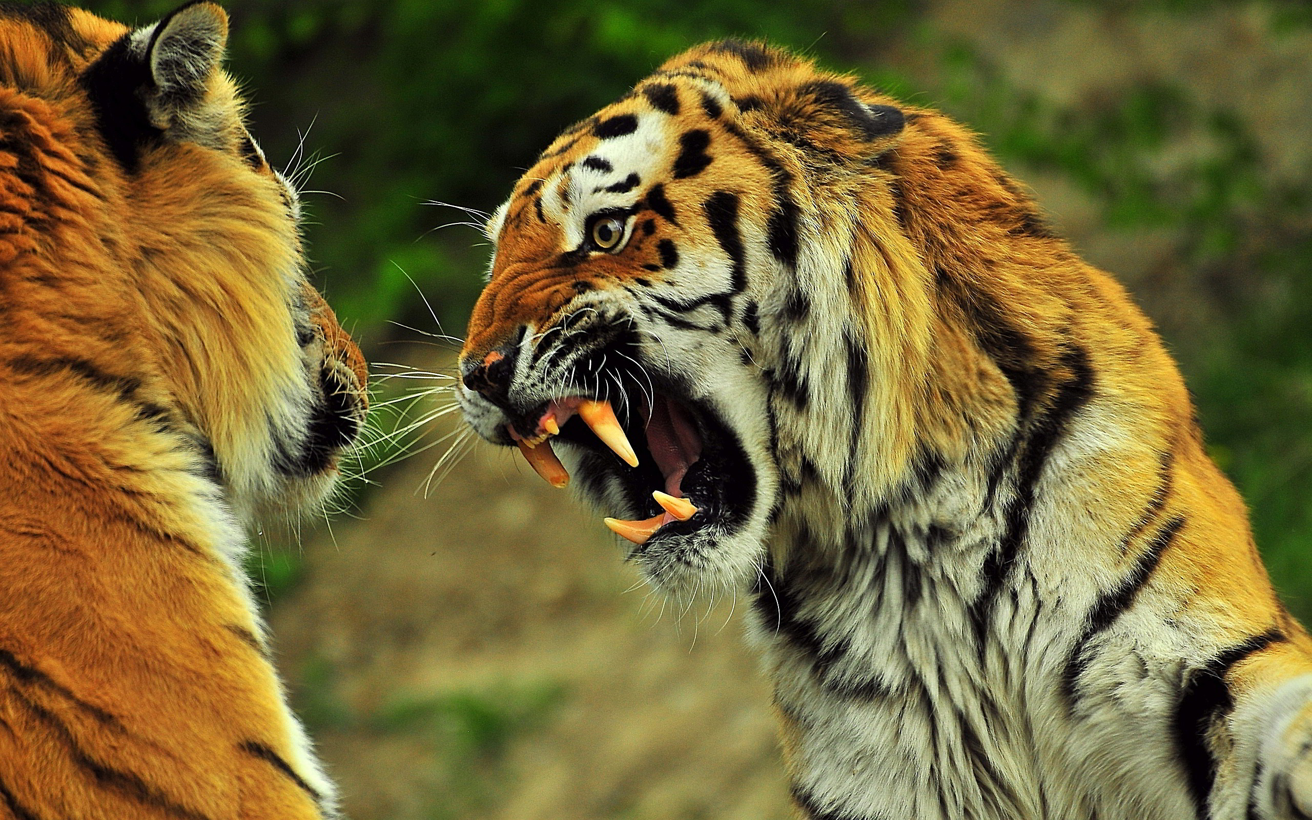 tiger angry