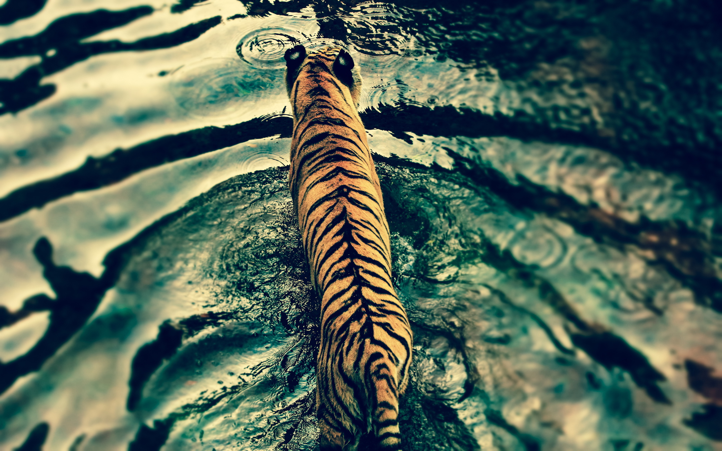 tiger from above