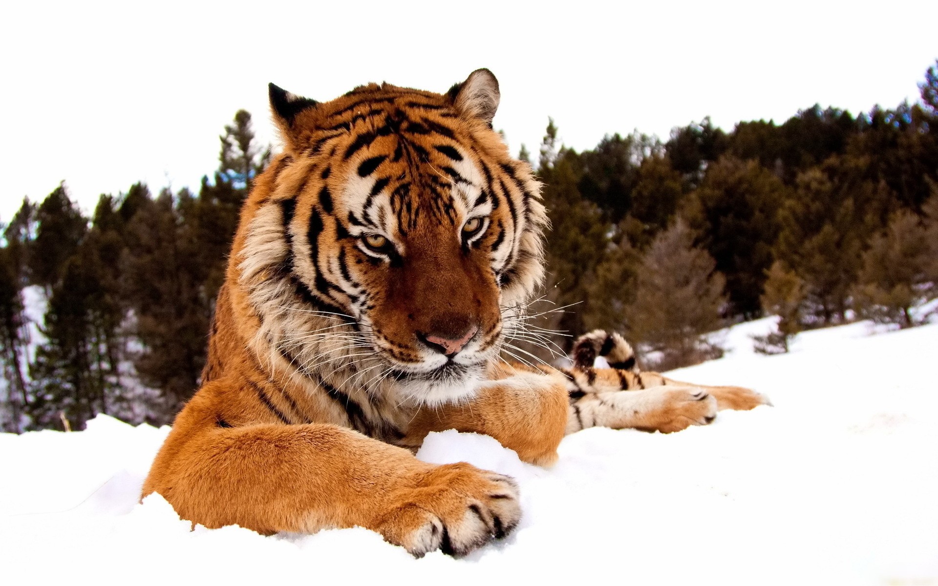 tiger snow