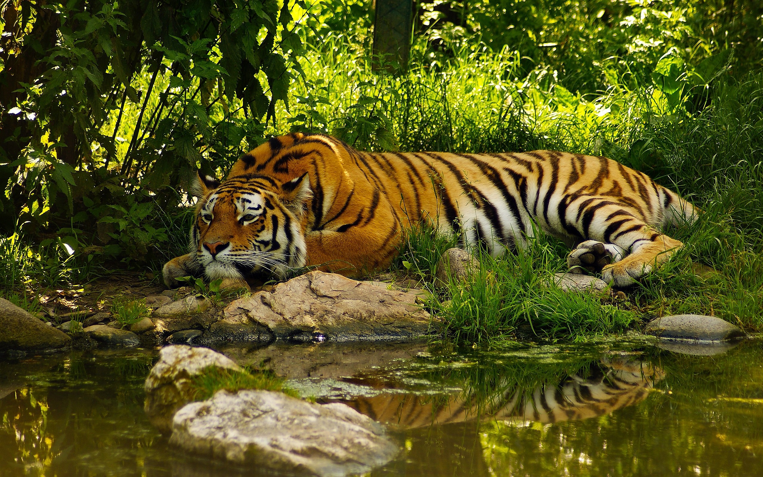 tigers pictures wallpaper