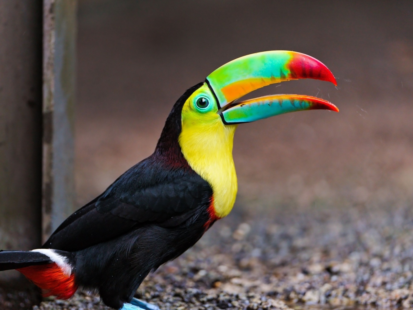 toucan bird image