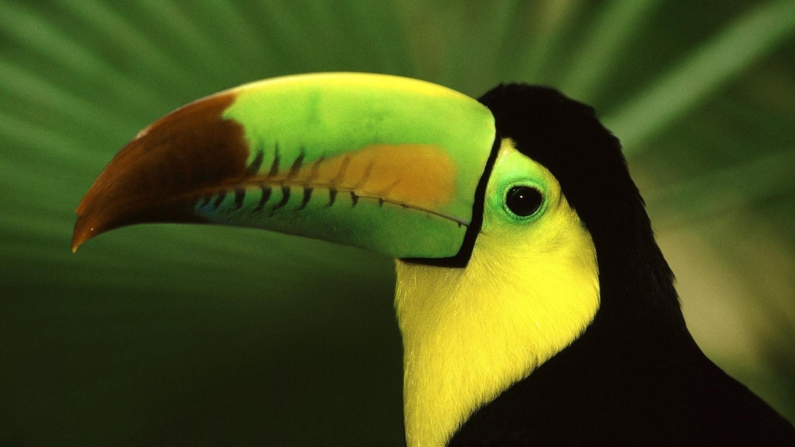 toucan birds