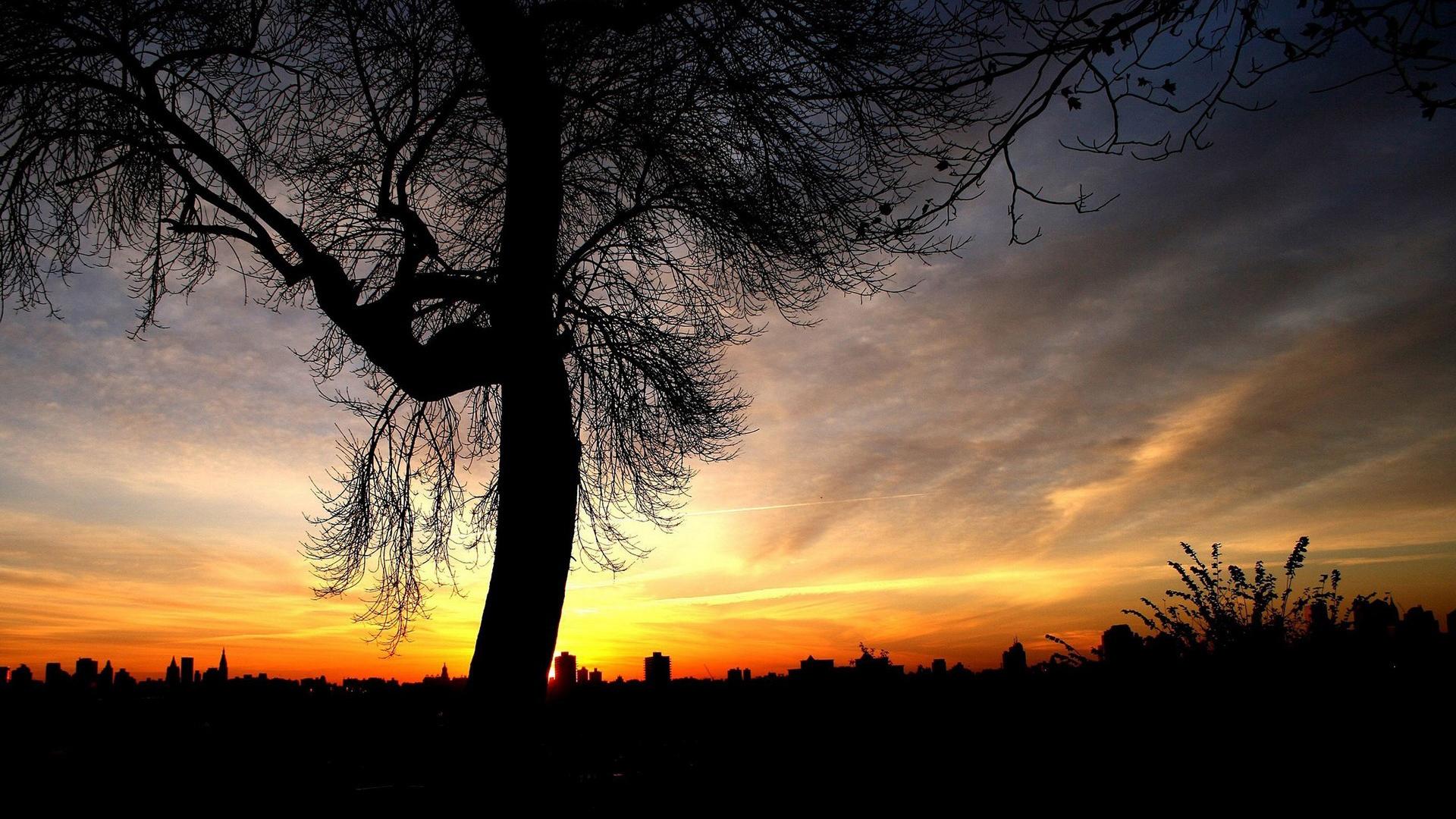 tree sunset background