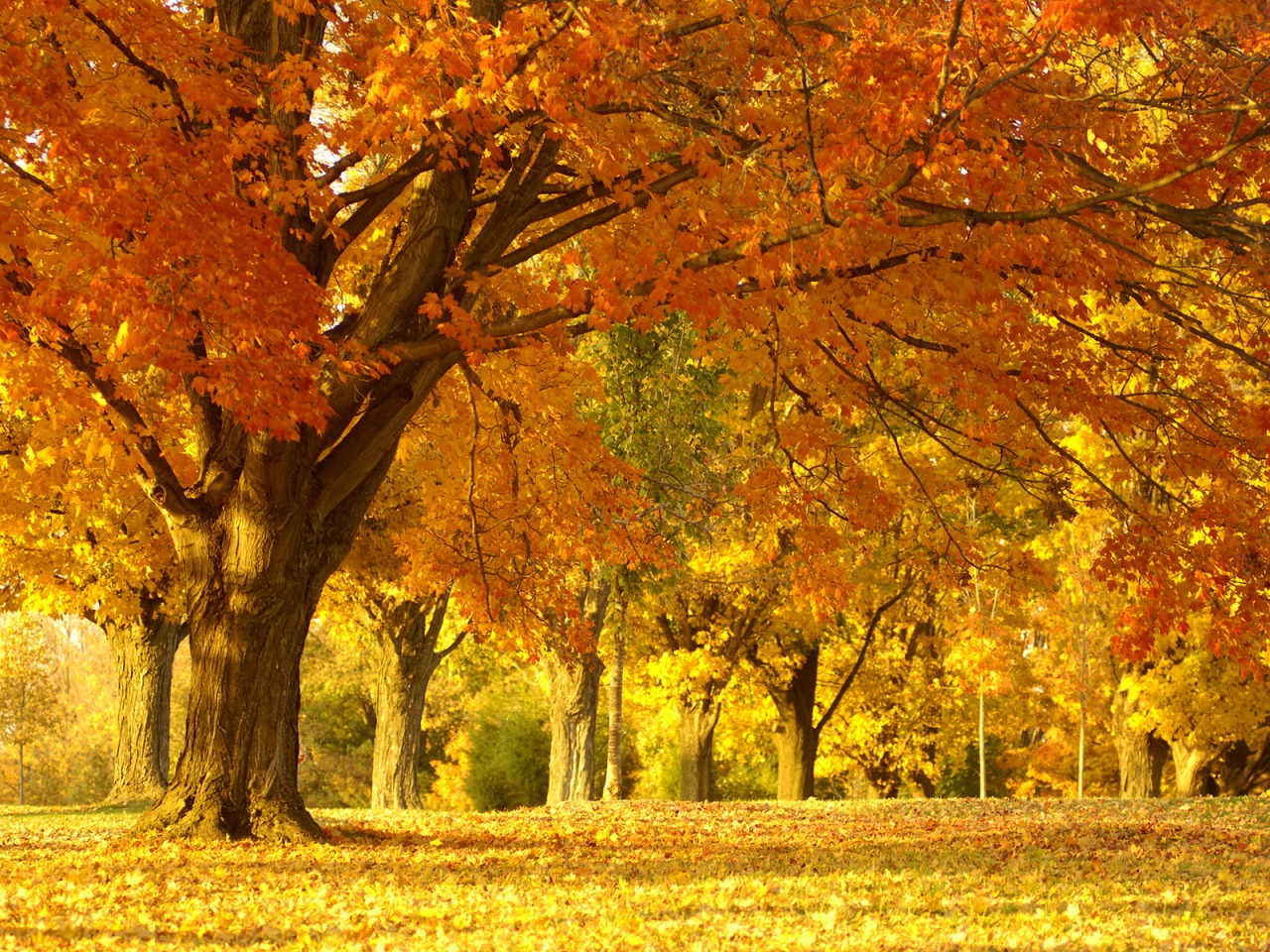 tree wallpaper autumn hd
