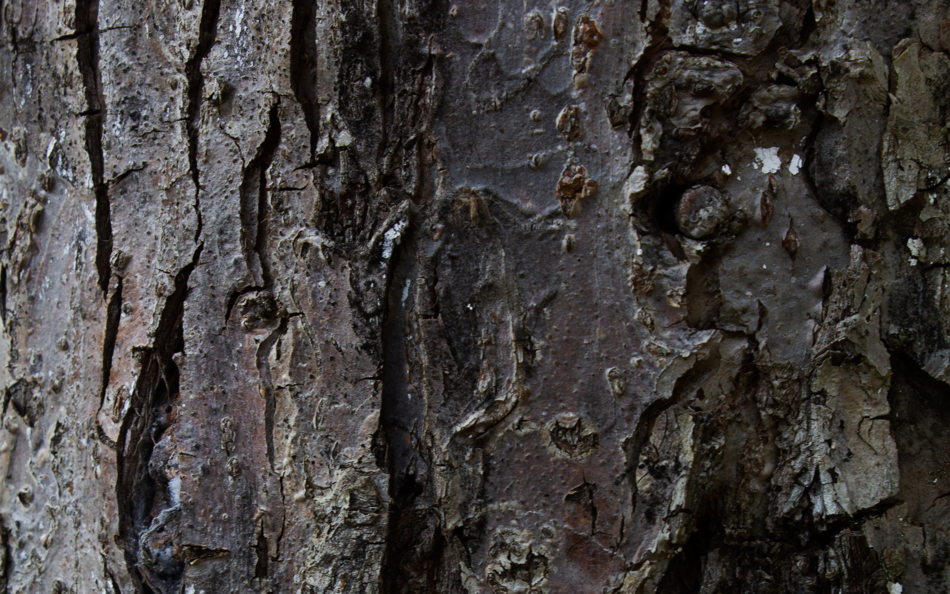 tree wallpaper bark hd