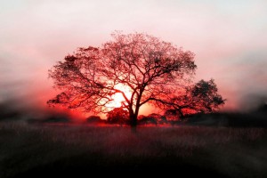 tree wallpaper sunrise