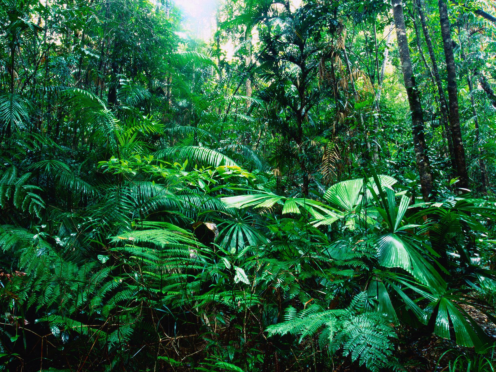 tropical forest A4 unique