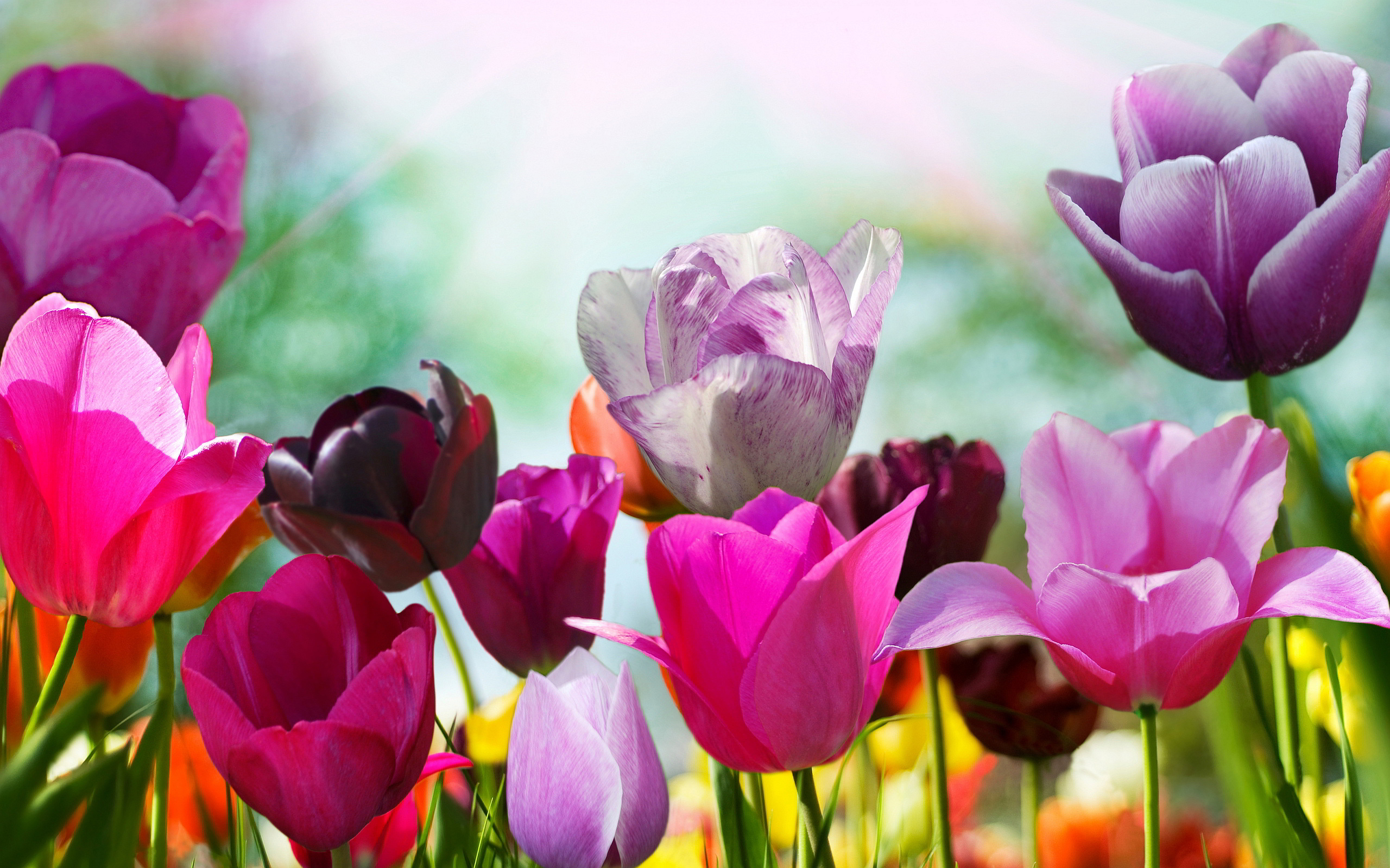 tulip images free