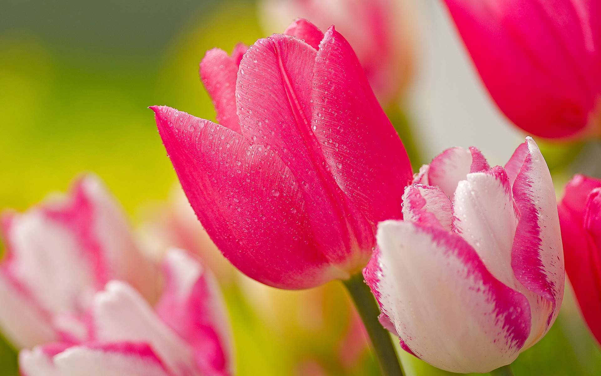 tulips flowers wallpapers pink
