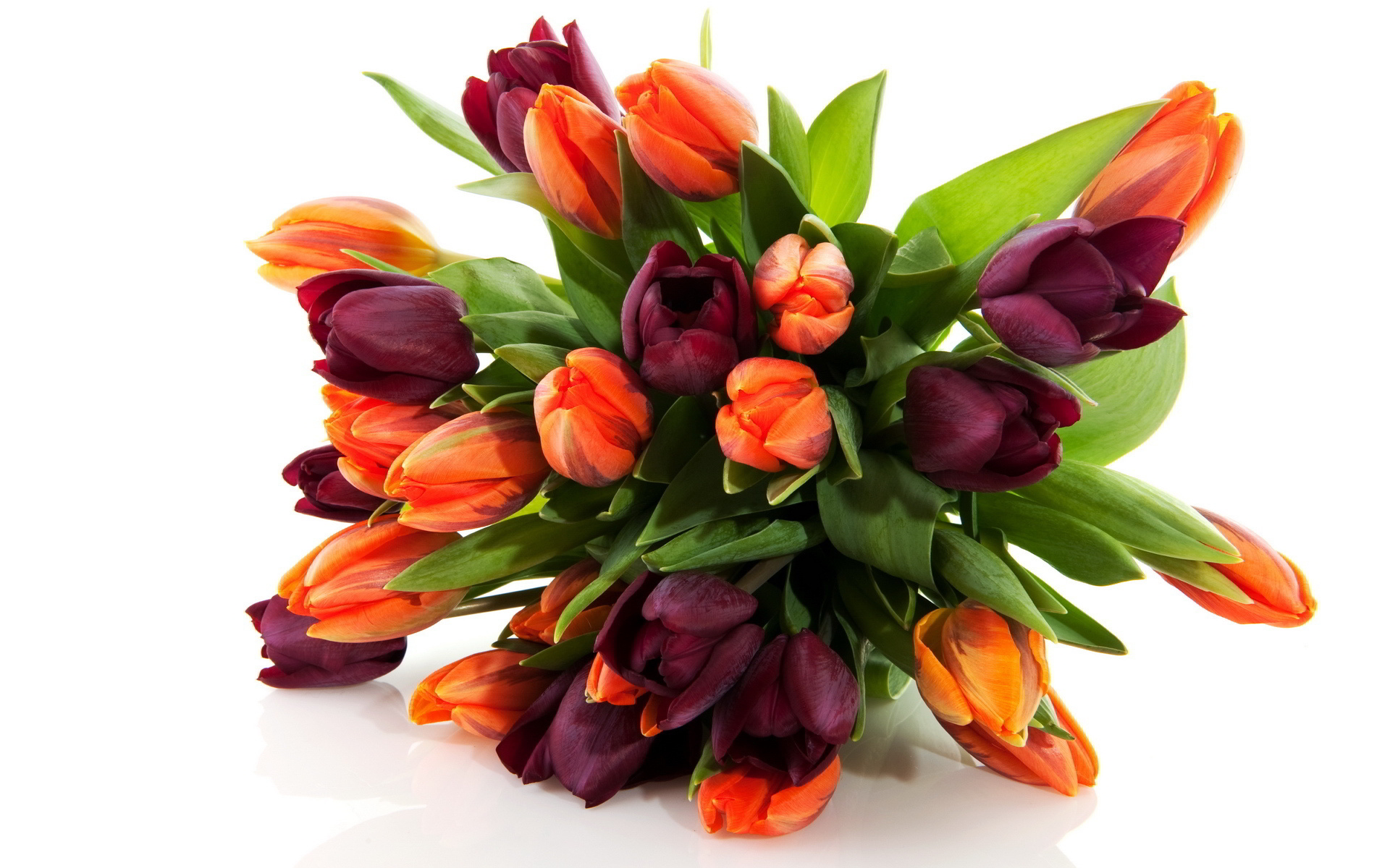 tulips picture