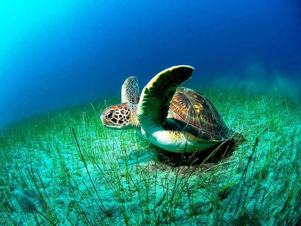 turtle wallpapers