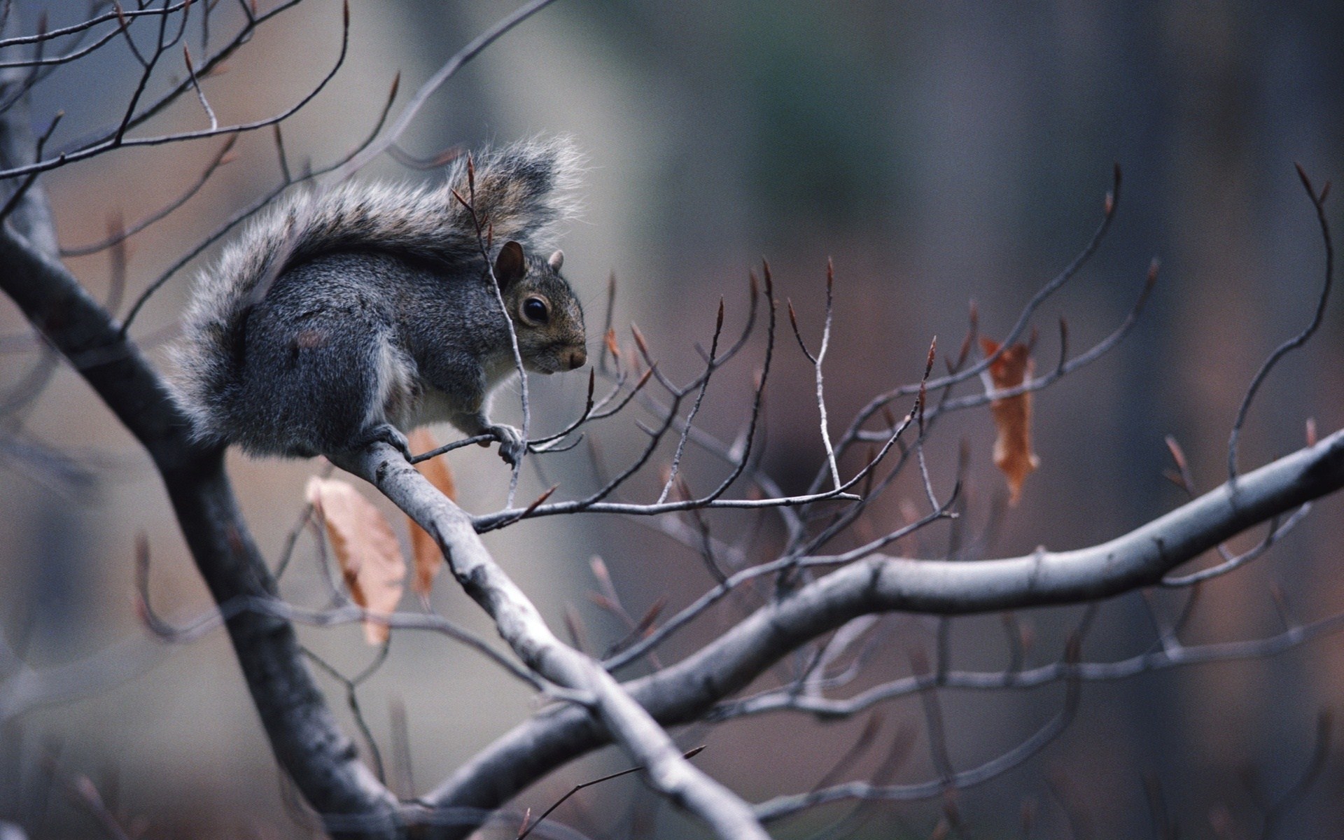 wallpaper squirrel