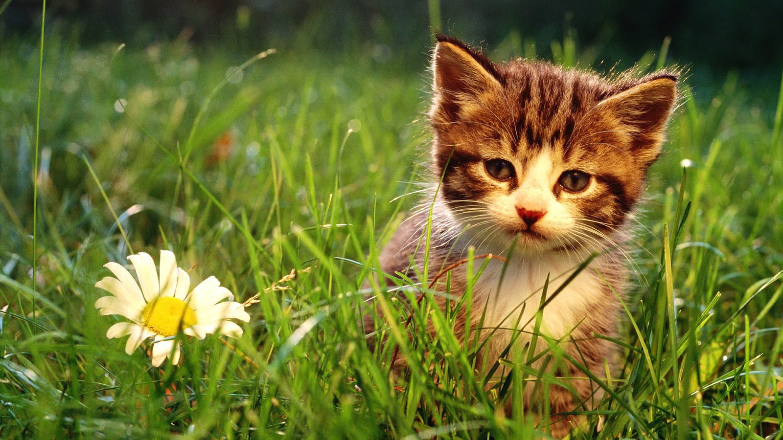 wallpapers cats kittens