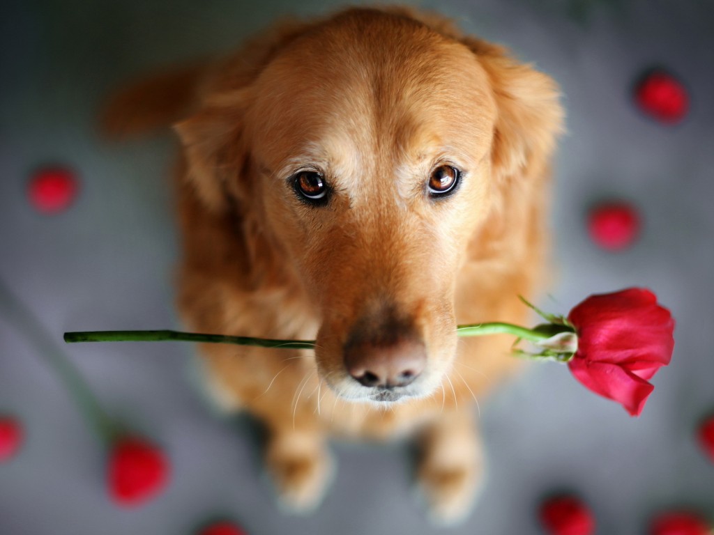 wallpapers cute dogs