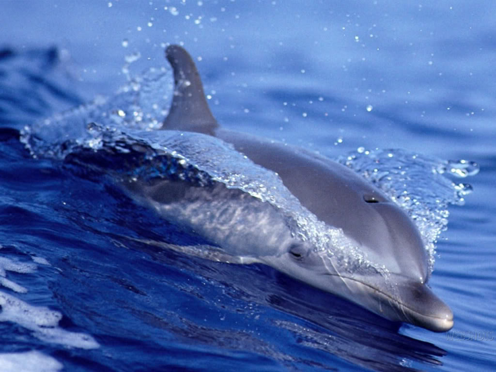 wallpapers dolphins