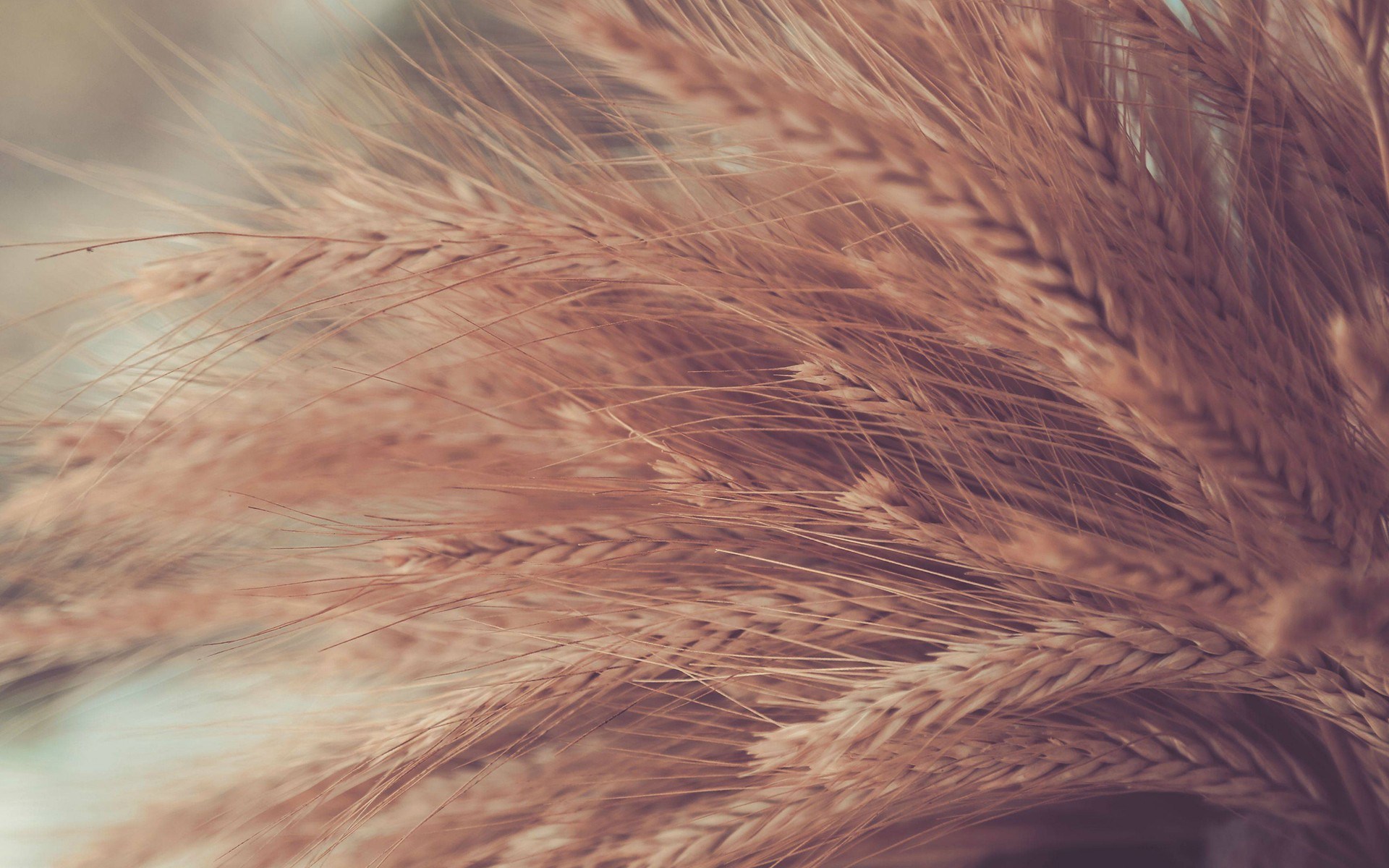 wheat close up macro